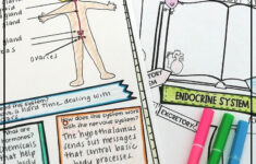 Endocrine System Notes For Kids Anatomy Diagram Drawing Worksheet