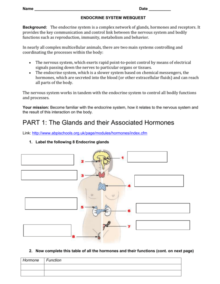 endocrine-system-webquest-anatomy-worksheets