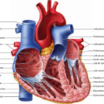 Epicardium Myocardium And Endocardium Of Heart Google Search Heart