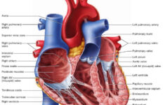 Epicardium Myocardium And Endocardium Of Heart Google Search Heart