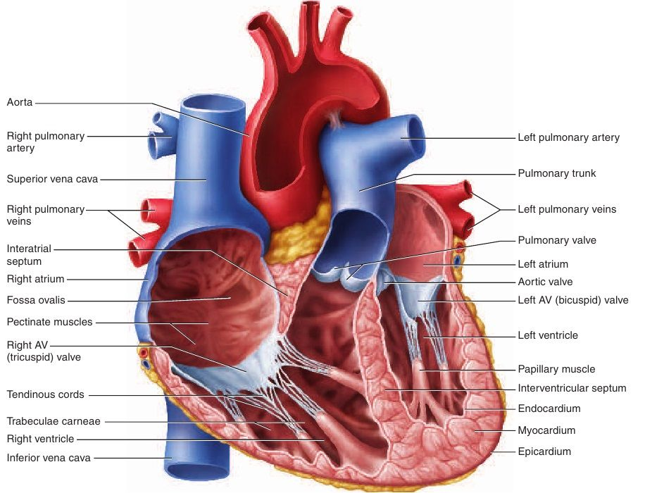 Epicardium Myocardium And Endocardium Of Heart Google Search Heart 