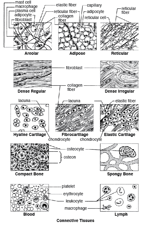 Epithelial Cell Types Quiz Google Search Anatomy And Physiology 