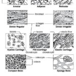 Epithelial Cell Types Quiz Google Search Human Anatomy And
