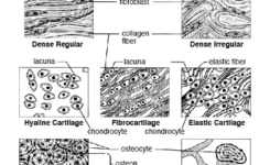 Epithelial Cell Types Quiz Google Search Human Anatomy And