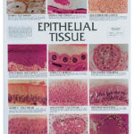Epithelial Tissue Chart 3100X Magnification 44 45 X 59 69cm Teaching