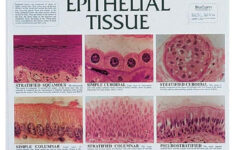 Epithelial Tissue Chart 3100X Magnification 44 45 X 59 69cm Teaching
