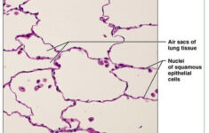 Epithelial Tissue Flashcards Quizlet