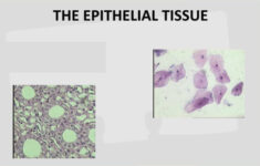 Epithelial Tissue Quizzes Fun Practice And Test