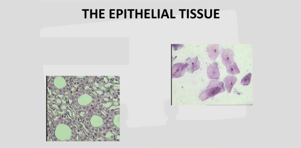 Epithelial Tissue Quizzes Fun Practice And Test