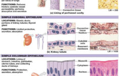 Epithelial Tissue Types Google Search Tissue Types Human Anatomy