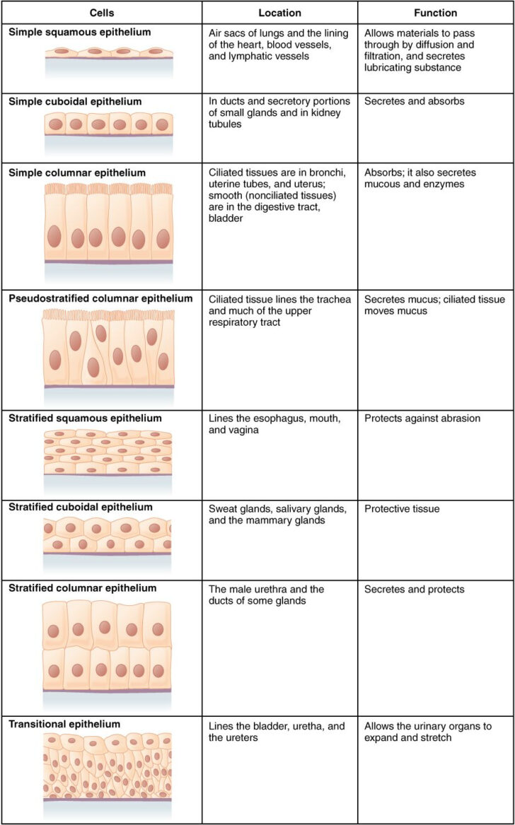 Anatomy Worksheet Epithelial Tissues Part 1 Matching Vocabulary Answers