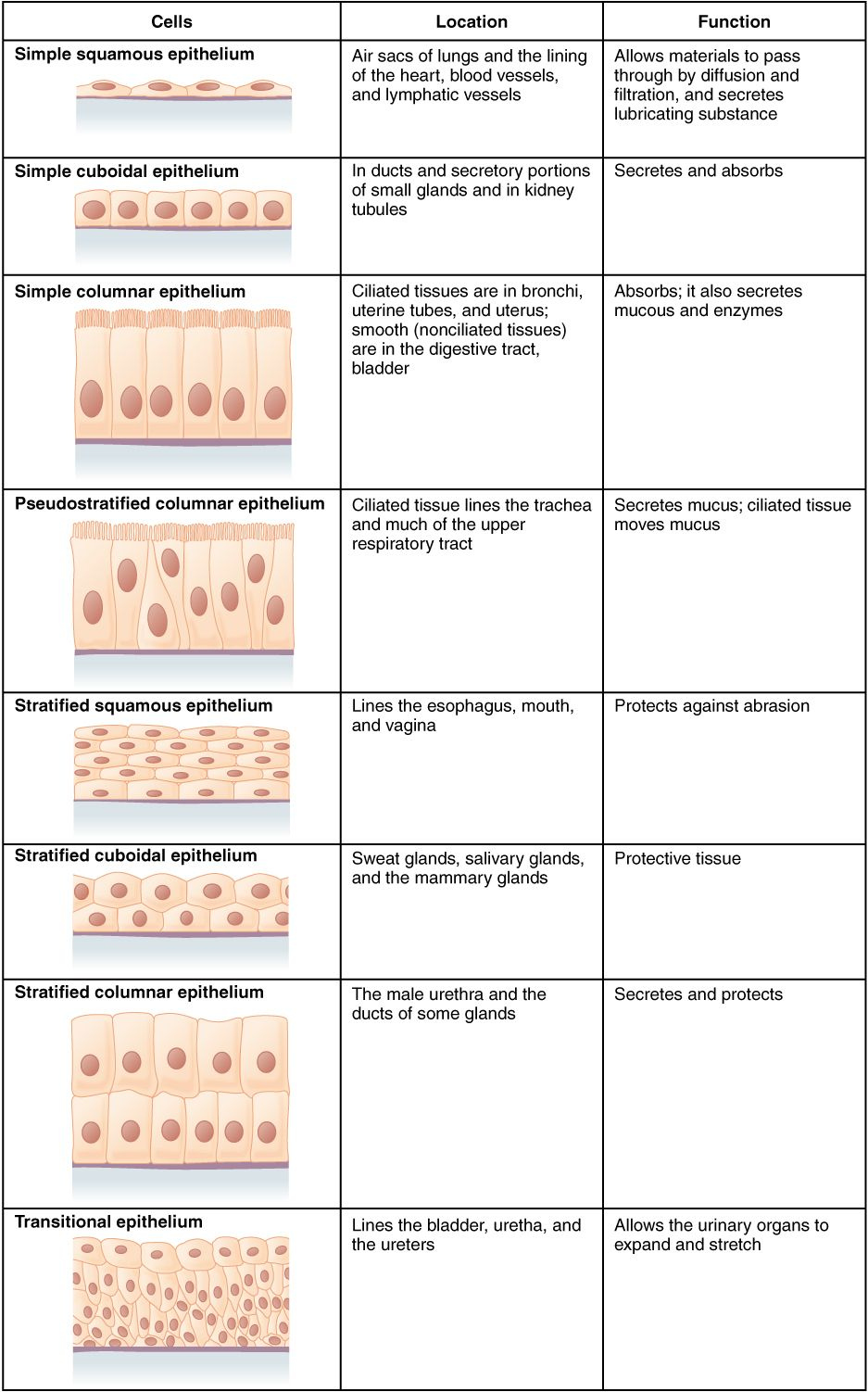 Epithelial Tissue Worksheet Answers Promotiontablecovers