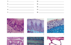 Epithelial Tissue Worksheet Answers Worksheet List