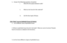 Epithelial Tissue Worksheet Answers Worksheet List