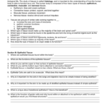 Epithelial Tissue Worksheet Answers Worksheet List
