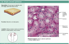 Epithelial Tissue Worksheet Pdf Worksheet