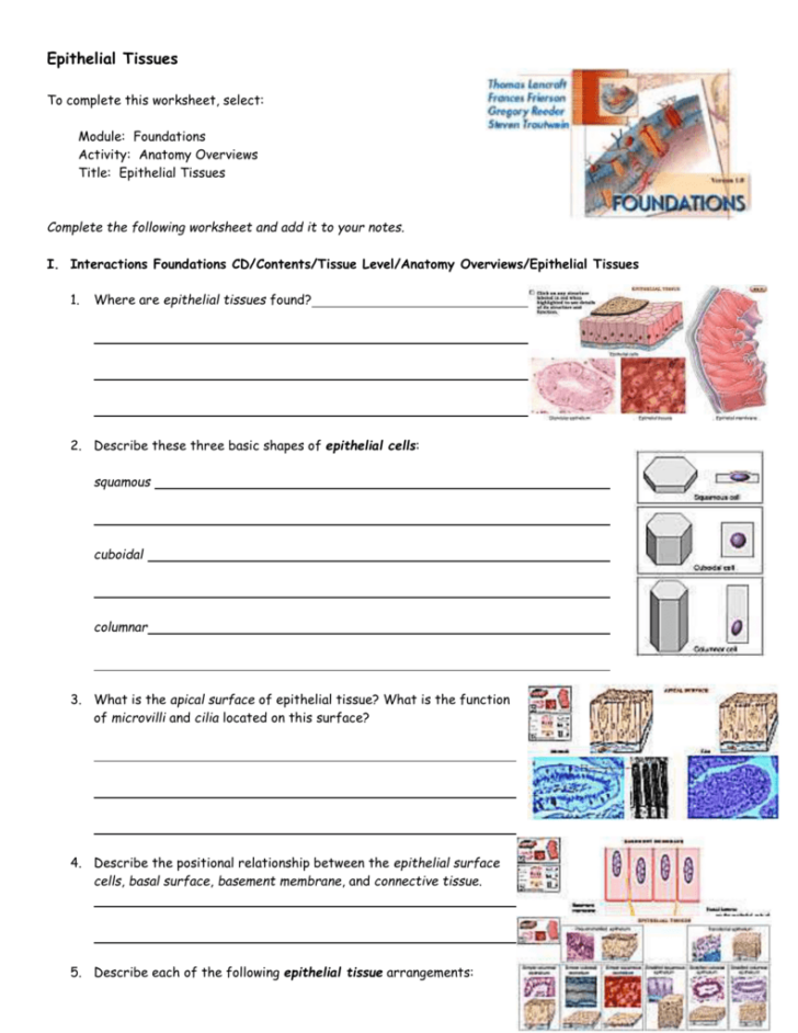 Epithelial Tissue Histology Worksheet