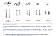 Evidence of Evolution Answer Key 1