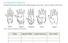 Evolution Of Human Thumb Evidence Of Human Evolution Worksheet
