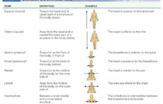 Examples Of Directional Terms Directional Terms Anatomy And