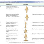 Examples Of Directional Terms Directional Terms Anatomy And