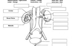 Excretory System Blank Diagram Diagram Of The Excretory System Labeled