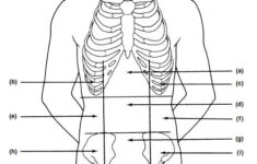 Exercise 1 The Language Of Anatomy Flashcards Easy Notecards