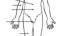 Exercise 1 The Language Of Anatomy Flashcards Easy Notecards