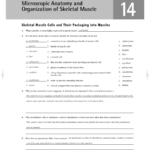 Exercise 12 Microscopic Anatomy And Organization Of Skeletal Muscle