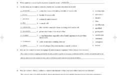 Exercise 12 Microscopic Anatomy And Organization Of Skeletal Muscle