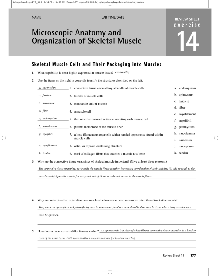 Microscopic Anatomy And Organization Of Skeletal Muscle Worksheet