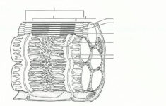 Exercise 14 Microscopic Anatomy And Organization Of Skeletal Muscle