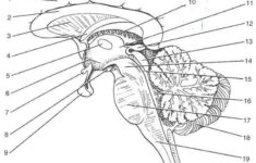 Exercise 19 Gross Anatomy Of The Brain And Cranial Nerves