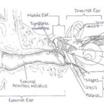 Exercise 25 Special Senses Hearing And Equilibrium Flashcards Easy