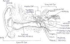 Exercise 25 Special Senses Hearing And Equilibrium Flashcards Easy