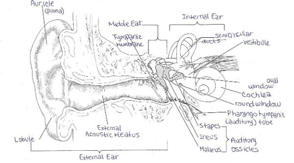 The Ear And Hearing And Balance Anatomy Worksheet