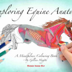 Exploring Equine Anatomy Equestricare