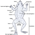 External Anatomy Frog