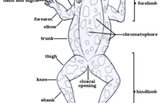 External Anatomy Frog