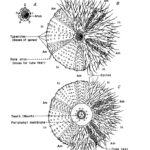 External Anatomy Of A Sea Urchin Based On A Specimen Of Download