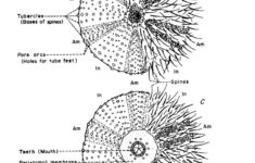 External Anatomy Of A Sea Urchin Based On A Specimen Of Download
