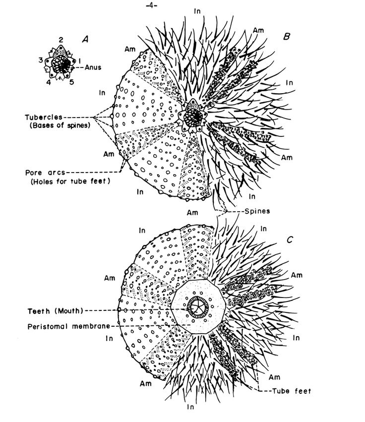 External Anatomy Of A Sea Urchin Based On A Specimen Of Download 
