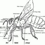 External Anatomy Of A Worker Honey Bee Bee Diagram Bee Keeping Bee