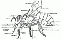 External Anatomy Of A Worker Honey Bee Bee Diagram Bee Keeping Bee