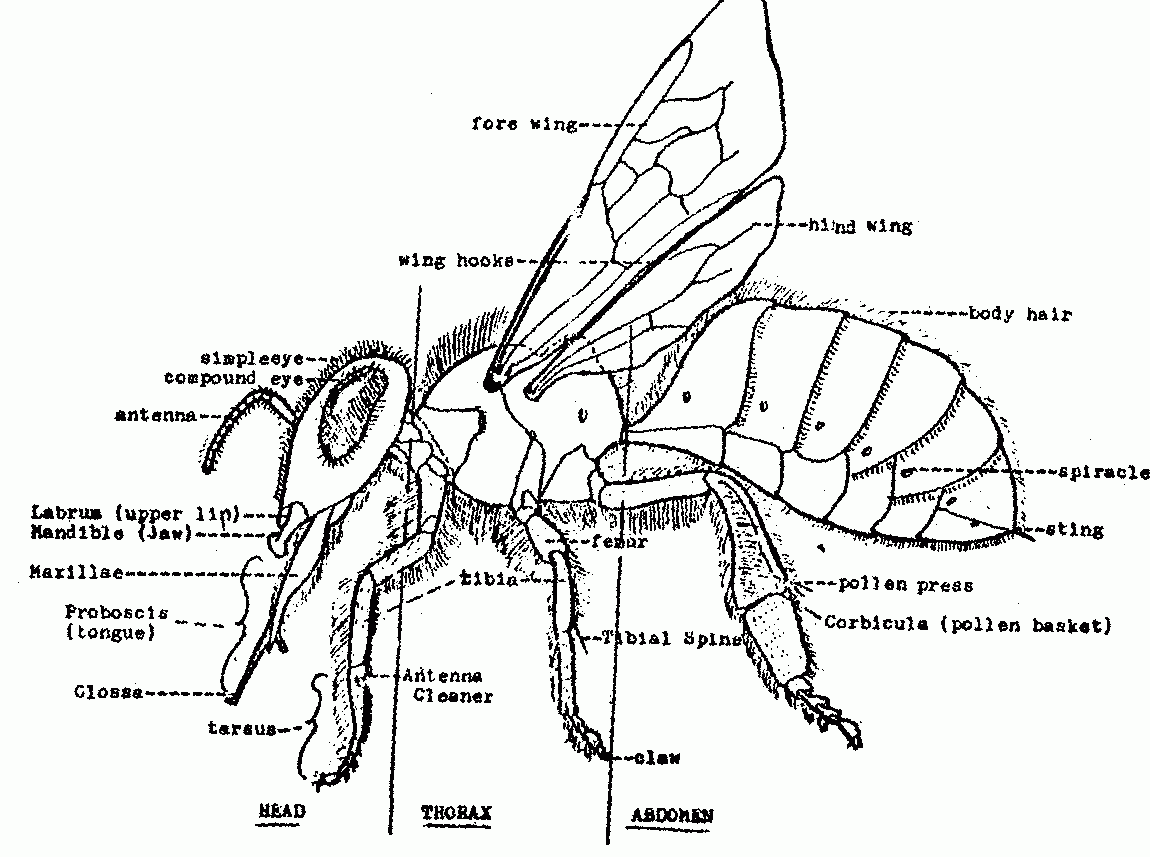 External Anatomy Of A Worker Honey Bee Bee Diagram Bee Keeping Bee 