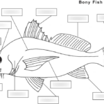 External Fish Anatomy