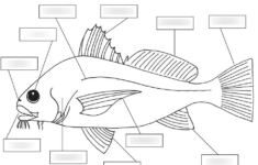 External Fish Anatomy