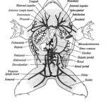 External Frog Anatomy