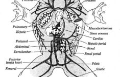 External Frog Anatomy