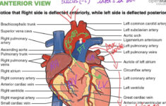External Heart Anatomy